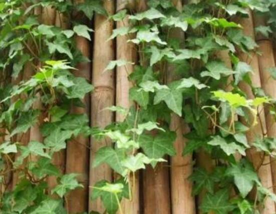 常春藤的養(yǎng)殖方法和注意事項(xiàng)，老農(nóng)總結(jié)八大基本方法