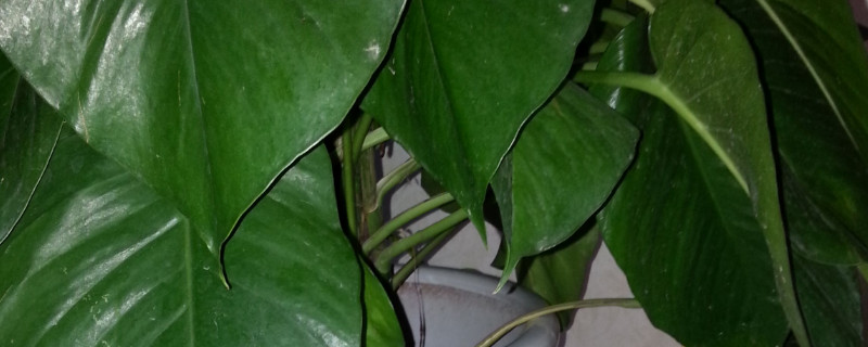 滴水觀音怎么長不高