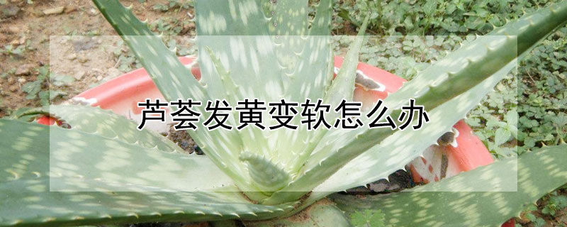 蘆薈發(fā)黃變軟怎么辦