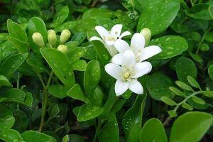 九里香冬天怎么施肥，九里香施什么肥好