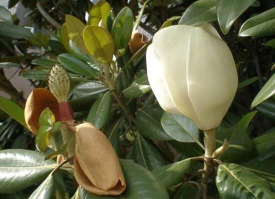 橡皮樹開花嗎，橡皮樹多久開花(一年兩次）