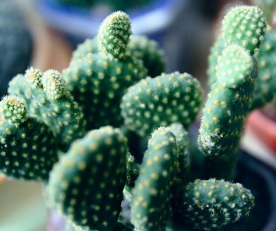 仙人掌怎么移植，用土覆蓋全根系、壓實土壤固定