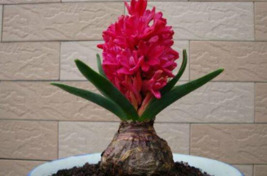 風信子怎么種，老農(nóng)總結(jié)最簡單有效五個步驟