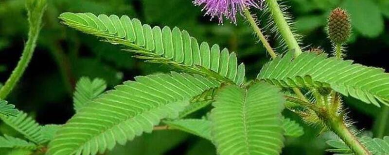 含羞草可以曬太陽(yáng)嗎