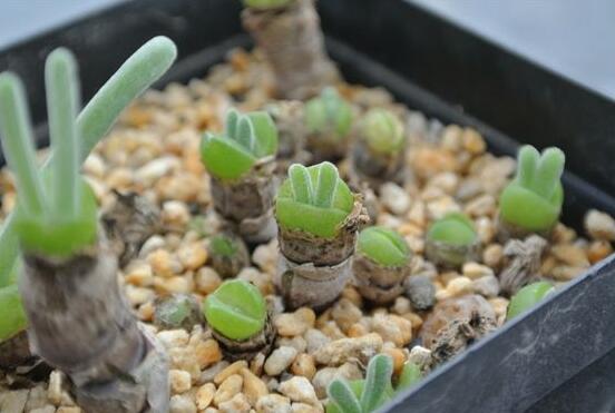 碧光環(huán)用什么土種，透氣透水土壤是必要種植條件