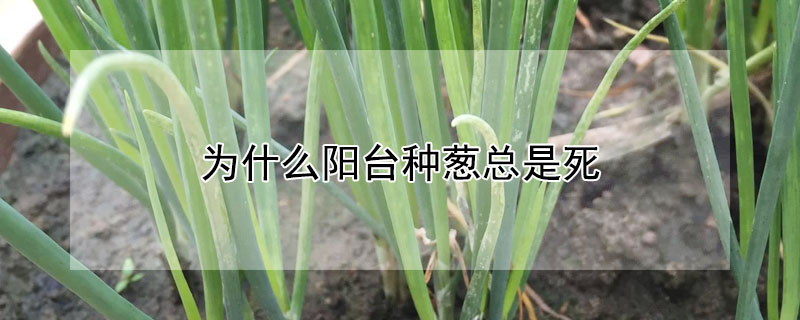 為什么陽臺(tái)種蔥總是死