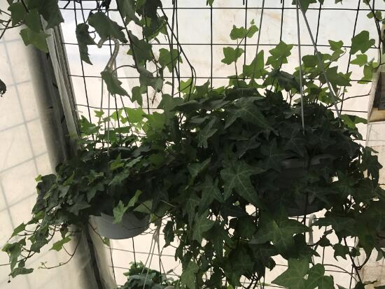 常春藤有什么風(fēng)水作用，常春藤的功效與作用