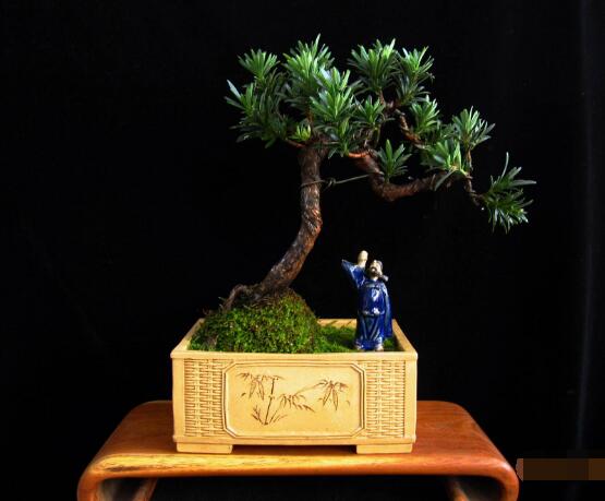 羅漢松的繁殖方法，羅漢松五大繁殖方法