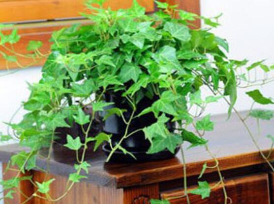 盆栽常春藤怎么爆盆，教你五點(diǎn)養(yǎng)護(hù)措施盆盆枝繁葉茂