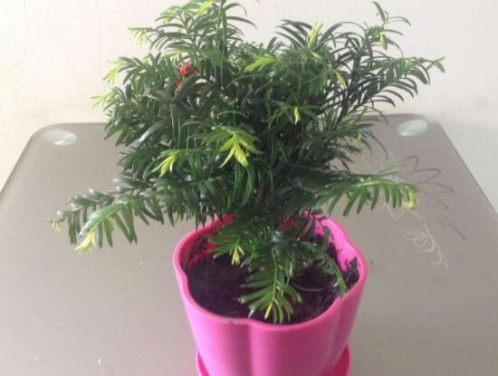 紅豆杉適合擺放在哪里，盤(pán)點(diǎn)風(fēng)水最好的五個(gè)位置