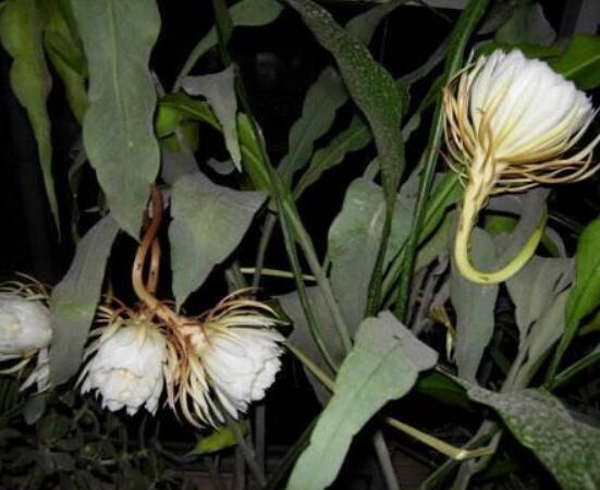 曇花怎么養(yǎng)，注意盆土是關(guān)鍵/肥水要合理