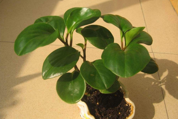 碧玉長(zhǎng)出來(lái)穗怎么辦