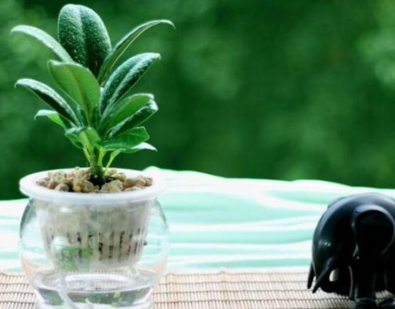 橡皮樹泡水幾天生根，最快半個月時間生長出根