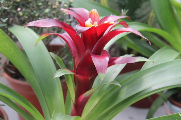 鴻運(yùn)當(dāng)頭老株發(fā)幾次芽