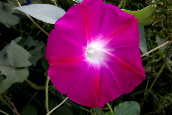 牽?；ㄓ邢阄秵? src="/nongchan/d/file/20201223/vvtf3dhhspm.jpg" / data-WJYk="QI89pU"></p>
<p data-G8DW="Albp0X">
	牽?；ㄓ泻芏喾N品種，大多數(shù)品種的牽?；ǘ紱]有什么香味，就算有香味也是比較淡的香味，需要湊近聞才可以聞到，它是一種很受人們歡迎的觀賞性植物，花型變化多樣，花色豐富多彩，可以作為園林綠化植物養(yǎng)護(hù)。</p>
<p data-wsLK="zXvZ3n">
	<strong data-GJgI="lKijjV">2、植株特征</strong></p>
<p data-jrkI="6maQvN">
	<img alt=