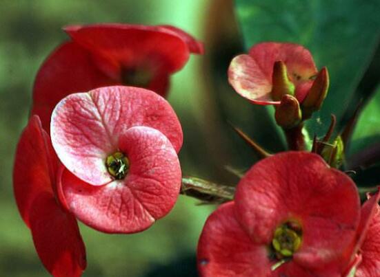 虎刺梅不開花什么原因，老農(nóng)總結(jié)最實用三種解決方法