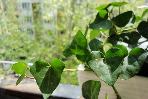 常春藤黃葉子怎么辦，四種原因以及解決方法