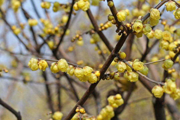 盆栽臘梅養(yǎng)殖方法