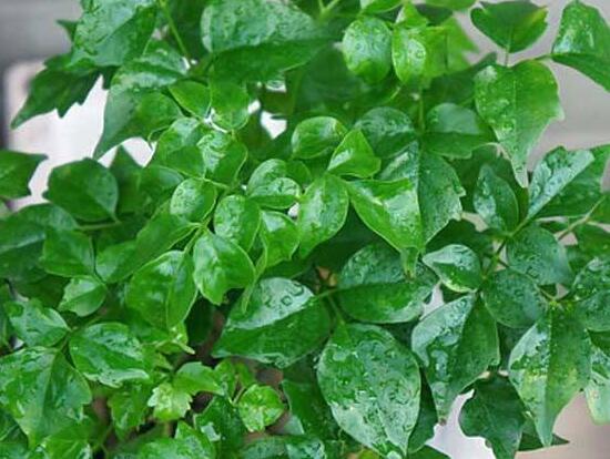 幸福樹葉子一碰就掉，教你四種原因以及解決方法