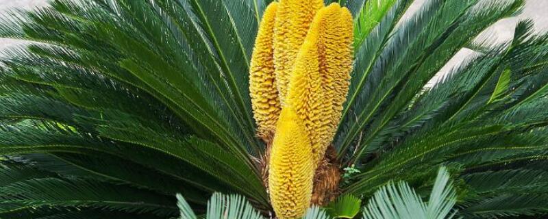 鐵樹一年發(fā)幾次新葉