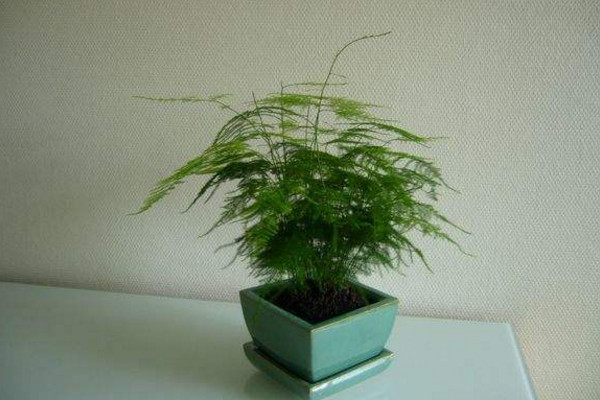 文竹施肥用什么肥料，文竹四季施肥要點