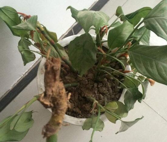 萬年青根發(fā)爛什么原因，萬年青爛根怎么辦