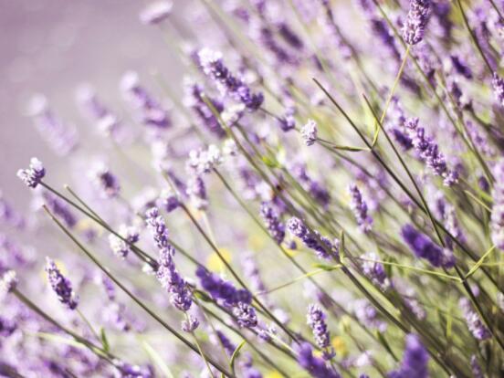 薰衣草花語和寓意，愛情的等待、堅定永恒的真愛