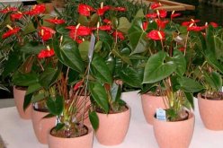 紅掌的催花方法，加強(qiáng)日常管理（溫度、光照、通風(fēng)、肥水）