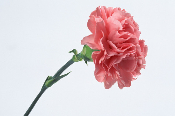 康乃馨花期多長(zhǎng)時(shí)間