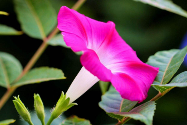 牽?；ㄅ掠晁畣? src="/nongchan/d/file/20201223/wpwqg2znkcu.jpg" / data-l7N9="OoURDA"></p>
<p data-OlTC="hWvORP">
	牽?；ㄅ掠晁m然喜歡在濕潤(rùn)的環(huán)境中生長(zhǎng)，但是不耐水澇，雨季降雨過(guò)多導(dǎo)致土壤過(guò)濕的話，它就容易出現(xiàn)爛根的現(xiàn)象，而且如果讓過(guò)多的雨水接觸到它的花朵的話，那么它的花朵就很容易凋謝枯萎。</p>
<p data-bkvQ="xaOlIt">
	<strong data-o9SQ="MpGaWU">2、避免方法</strong></p>
<p data-DsZD="Q0uOCz">
	<img alt=