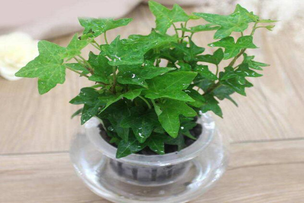 水培的常春藤怎么養(yǎng)生根快，常春藤水培生根秘訣