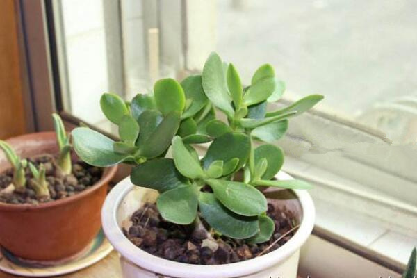 燕子掌冬天掉葉子，冬天掉葉子原因以及解決方法