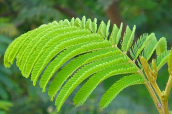 含羞草什么時候澆水，在溫度適宜的時候澆水