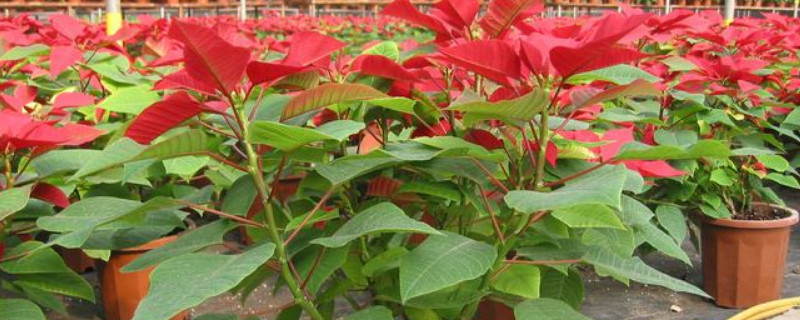 一品紅用什么土養(yǎng)