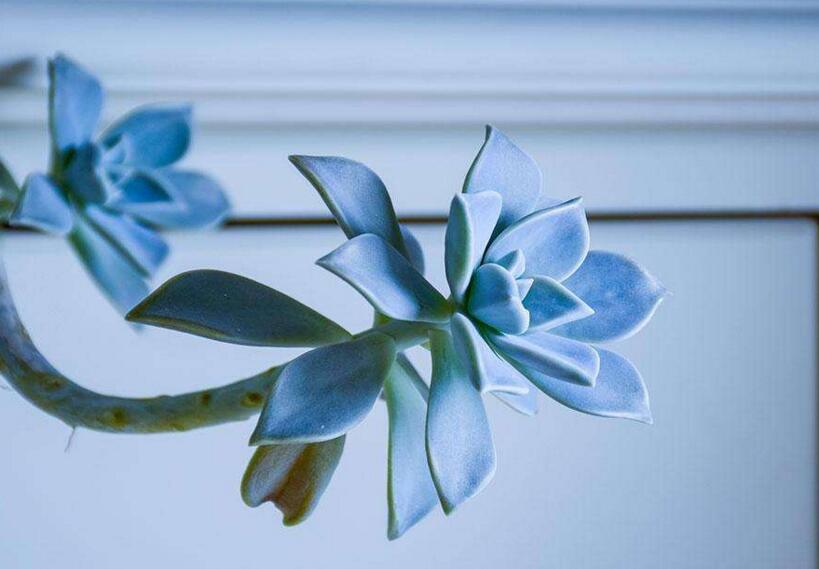 寶石花有毒嗎，無毒且對(duì)痛風(fēng)有著很好的治療效果