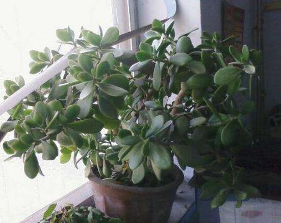 燕子掌怎么修剪，春季最佳/剪除枝條枝葉(瘦病枯)