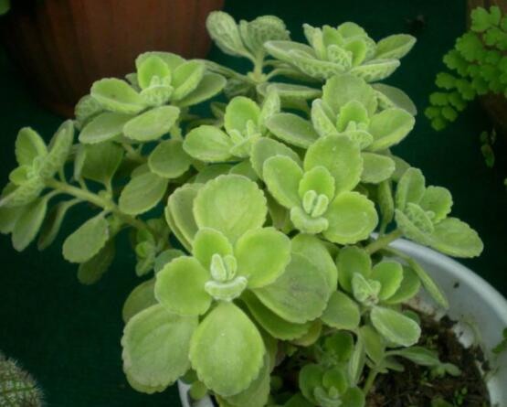 碰碰香放臥室可以嗎，可以/醒腦提神、凈化空氣、驅(qū)趕蚊蟲(chóng)