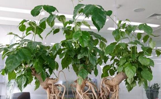 幸福樹葉子干枯怎么回事，四種原因以及解決辦法