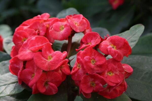 大花虎刺梅的養(yǎng)殖方法，5步教你養(yǎng)好大花虎刺梅