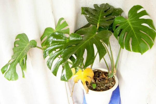 龜背竹氣根水培會發(fā)芽嗎，氣根植入水中可促進植株的生長