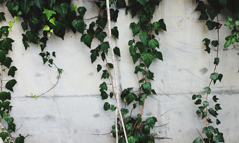 常春藤常見(jiàn)病害及防治，炭疽病和介殼蟲(chóng)的治療方法