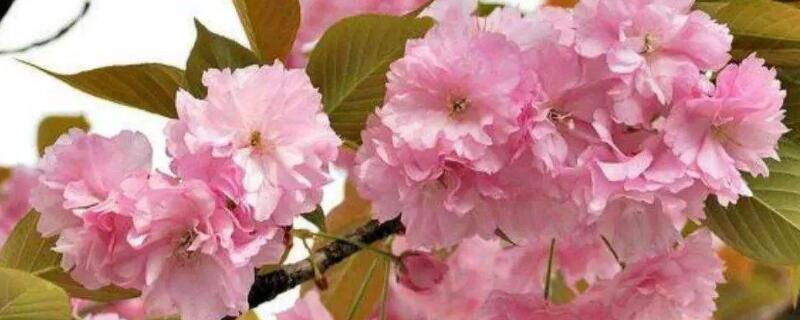 關山櫻和八重櫻的區(qū)別