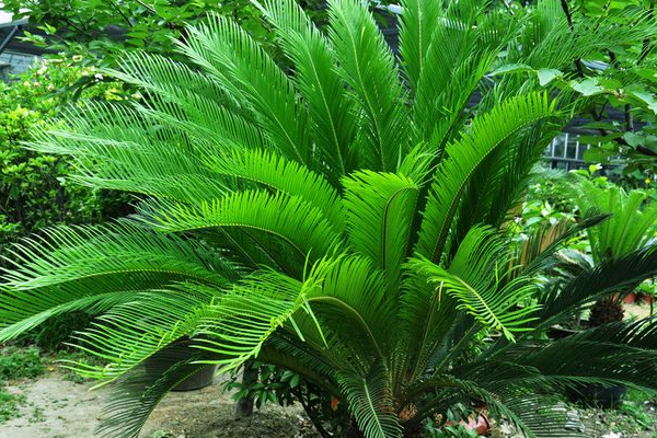 鐵樹開花是什么征兆，是一種祥瑞之兆