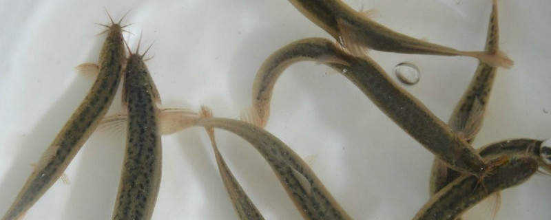 野生泥鰍和養(yǎng)殖泥鰍怎么區(qū)分