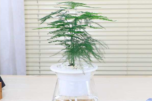 文竹泡水里能長根嗎，能長根但需要營養(yǎng)液等輔助