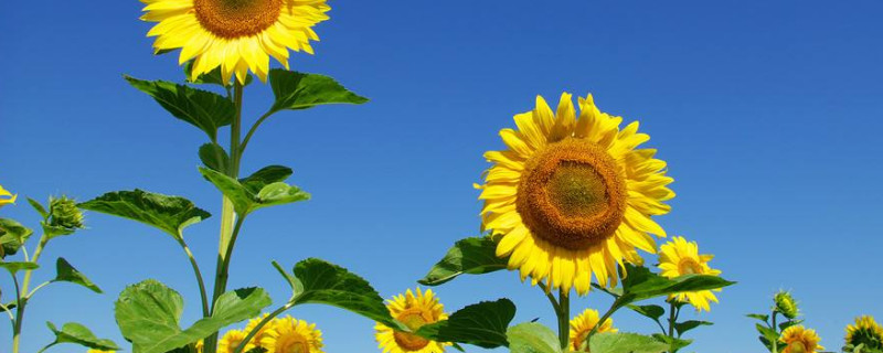 向日葵可以曬太陽(yáng)嗎