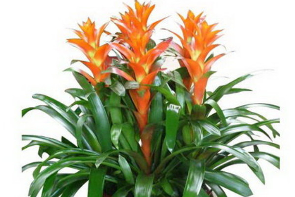 鴻運(yùn)當(dāng)頭側(cè)枝如何扦插