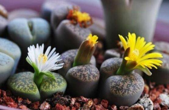 生石花怎么養(yǎng)護(hù)，做好五點生長美觀茂盛