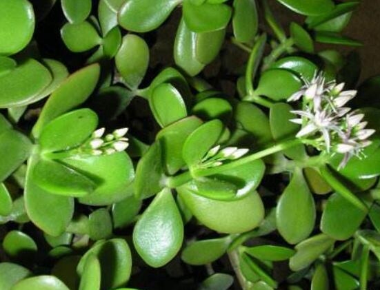 燕子掌怎么養(yǎng)長得更快，做好五個(gè)要點(diǎn)盆盆爆滿