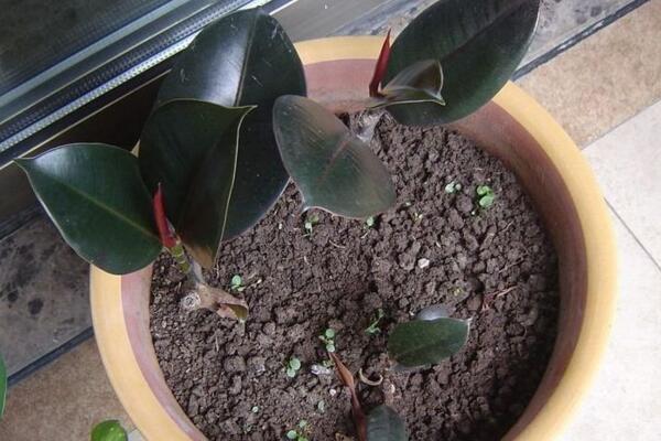 橡皮樹(shù)葉子怎么扦插，只需要簡(jiǎn)單的幾步即可完成